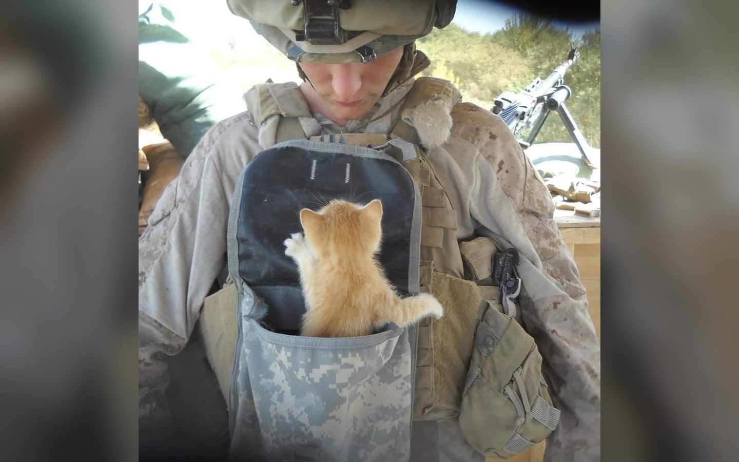 An orange kitten climbing out of a pouch on a plate carrier
